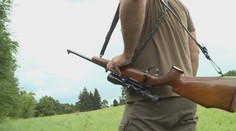 Mimoriadne opatrenia pre africký mor: Vo vybraných revíroch je zákaz lovu diviakov