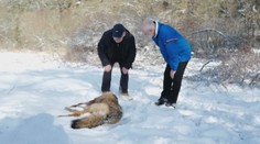 Poľovníci v Levoči riešia kuriózny prípad. Našli vlka bez hlavy