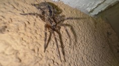 V našich zemepisných šírkach sa udomácnil pavúk, ktorý naháňa strach. Aj vďaka svojmu názvu