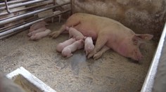 Slovenská bravčovina vraj patrí k tým najzdravším