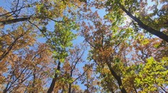 Slovenské lesy hrajú farbami ako na jeseň. Stromy sa tak snažia zachrániť pred extrémnym suchom