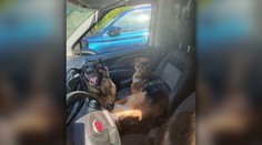 V rozpálenom aute nechal tri psy, nevrátil sa ani po dvoch hodinách. Mužovi z Poľska hrozí väzenie