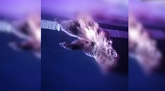 Neďaleko Lučenca vbehol medveď pod kamión. Vodič už nedokázal zrážke zabrániť