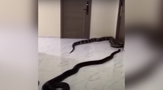 VIDEO: Spor v bytovke pre hlučného psa vyriešil radikálnym spôsobom. Muž na chodbu vypustil obrovských hadov