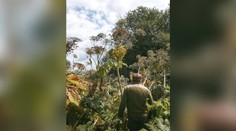 FOTO: Nebezpečná rastlina sa v lokalite na severe Slovenska veľmi rozšírila. Dajte si na ňu pozor