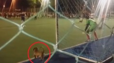 Buffon prevtelený do jazvečíka hitom internetu. Lepšie sa to chytiť nedalo