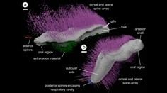 Vedci objavili fosílie bizarných tvorov. Tie zmenili ich pohľad na praveký život
