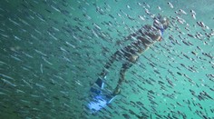 Masaker v oceáne: Zomreli milióny rýb, vedci hovoria o niečom nevídanom