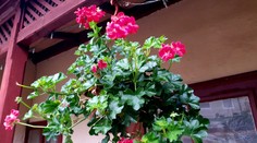 FOTO: Decembrové počasie prekvapuje. Pánovi Tiborovi na terase kvitnú muškáty aj jahody