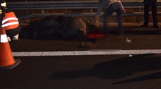 Vodič, ktorý viezol koňa havaroval. Zviera museli utratiť na ceste