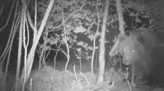 V lese pri Piešťanoch sa pohybuje medveď. Iba pár metrov od domov