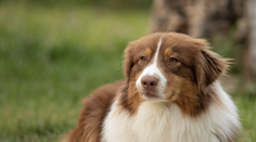 Pýšia sa skvelou kondíciou a pevným zdravím: Týchto 10 plemien psov veterinárka vída v ordinácii najmenej