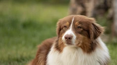 Pýšia sa skvelou kondíciou a pevným zdravím: Týchto 10 plemien psov veterinárka vída v ordinácii najmenej