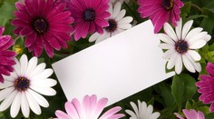 Ženích dostal na svadbe kyticu s tajným odkazom. Ihneď sa rozviedol