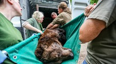 Poľská prokuratúra preveruje, či bol chránený medveď zastrelený na Slovensku