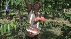 Našinci sa do práce v poľnohospodárstve nehrnú. Srbky si prácu u ná spochvaľujú