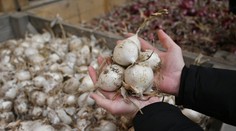Farmár predáva cibuľu za smiešnu cenu. Ak sa nepredá, musí ju zaorať. Dôvodom sú absurdné výkupné ceny