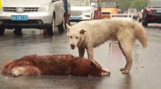 Zábery, po ktorých pichá pri srdci: Pes sa snažil oživiť mŕtveho priateľa