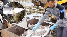 Na bretónsku pláž more vyplavilo stovky mŕtvych žralokov. Za všetko môže jeden rybár