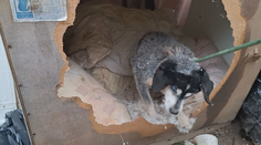 Dojímavá záchrana po tragickom požiari pri Nitre. Slepého psíka našli na zhorenisku až na druhý deň