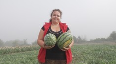 Pestovatelia melónov to nevzdali. Rodina, ktorej minulý rok búrka zničila úrodu, bojuje ďalej