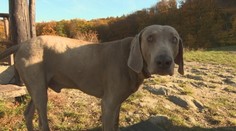 Ministerstvo chce poľovníkom zakázať zastreliť v lese označeného psa