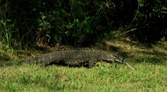 Obrovský varan zaútočil na manželský pár. Spôsobil im hrozivé zranenia