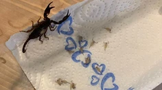 Žena si po dovolenke z Chorvátska priniesla nečakaný suvenír. V kufri našla rodinku škorpiónov