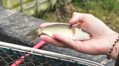 Ryby na Vianoce chystajú už v októbri: Na západnom Slovensku kapra menia za iný druh