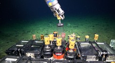 V Atakamskej priekope objavili doteraz neznámeho tvora. Pri love využíva svoju bleskovú rýchlosť