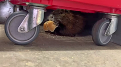 Neuveriteľná krádež v Bratislave. Zvieratko uchmatlo žemľu, situáciu rozlúskla až polícia