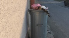 Zbiera mŕtve mačky a nosí ich pred obecný úrad. S nevhodným konaním občianky si nevie dať rady obec ani polícia