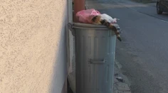 Zbiera mŕtve mačky a nosí ich pred obecný úrad. S nevhodným konaním občianky si nevie dať rady obec ani polícia