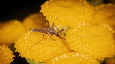 Na Slovensku sa udomácnil invazívny ázijský komár. Takto zabránite jeho rozmnožovaniu