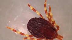 V Česku sa objavili obrie kliešte. Sú až 5-krát väčšie ako naše