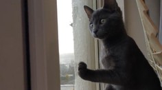 Mačička prvýkrát videla sneh. Čudovala sa, čo za biele vecičky padajú z neba