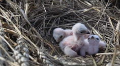 Záchrana na poslednú chvíľu: Ohrozený vtáčí druh takmer pokosil kombajn