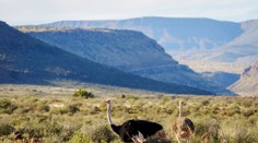 Najväčšiemu vtákovi na svete hrozí vyhynutie. Košická zoo sa zapája do jeho záchrany