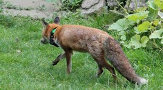 Rekordman v živočíšnej ríši: Pozrite sa, čo dokázal tento lišiak