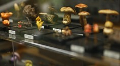 Nové druhy orchideí či zubaté muchotrávky. V roku 2024 vedci objavili a pomenovali viac ako 170 húb a rastlín