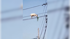 VIDEO: Ako sa tam dostala? Koza balansujúca na elektrickom vedení zmiatla ľudí na sociálnych sieťach