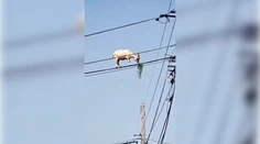 VIDEO: Ako sa tam dostala? Koza balansujúca na elektrickom vedení zmiatla ľudí na sociálnych sieťach