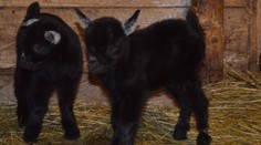 Novoročná explózia mláďat. V košickej ZOO majú obrovský dôvod na radosť