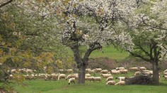 Miesto, ktoré sa na jar stáva najromantickejším na Slovensku