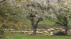 Miesto, ktoré sa na jar stáva najromantickejším na Slovensku