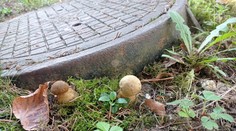 FOTO: Hubári našli pri Prievidzi hríby, ktoré zvyčajne rastú od mája. Dôvod vás prekvapí