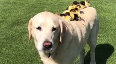To je ale rozkošná rodinka: Labrador si adoptoval deväť malých kačiek