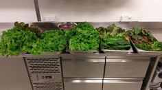 V Antarktíde dopestovali prvú úrodu zeleniny