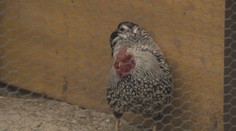 Pražskí policajti naháňali výstavného kohúta, rozuzlenie prípadu všetkých prekvapilo