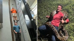 VIDEO: Na Floride chytili rekordne dlhého pytóna barmského. Lovec hadov ukázal zábery z odchytu